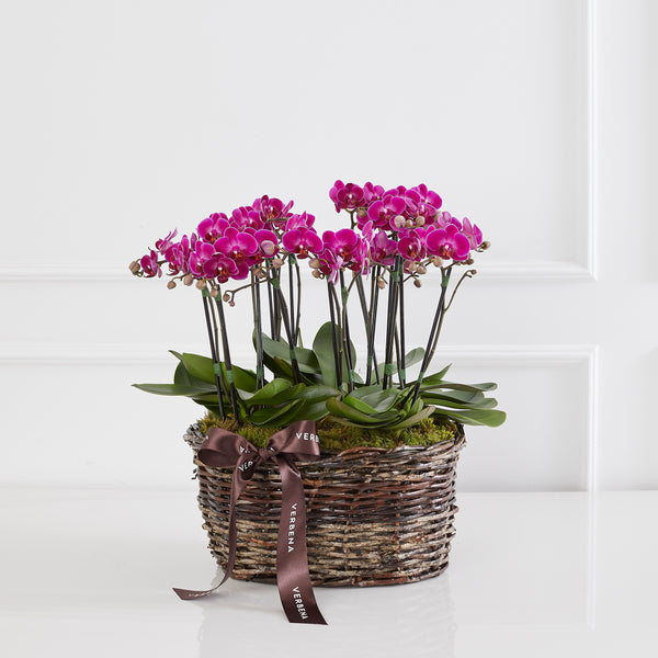 BASKET WITH ORCHIDS