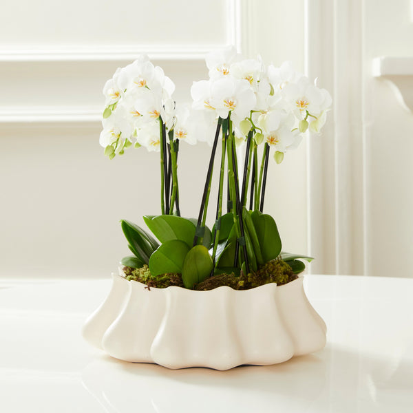 vaso verbena com orquideas brancas