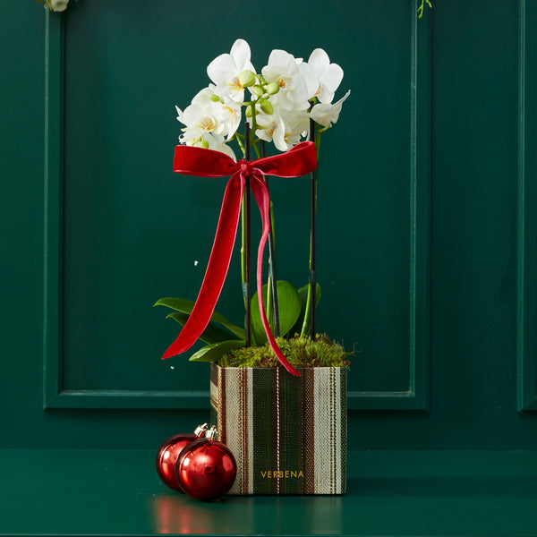 DUPLA DE CAIXAS LINEN COM ORQUIDEAS
