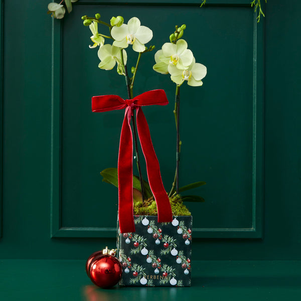 DUPLA DE CAIXAS MERRY COM ORQUIDEAS