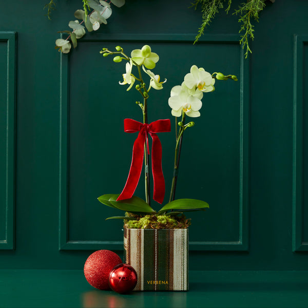 DUPLA DE CAIXAS LINEN COM ORQUIDEAS