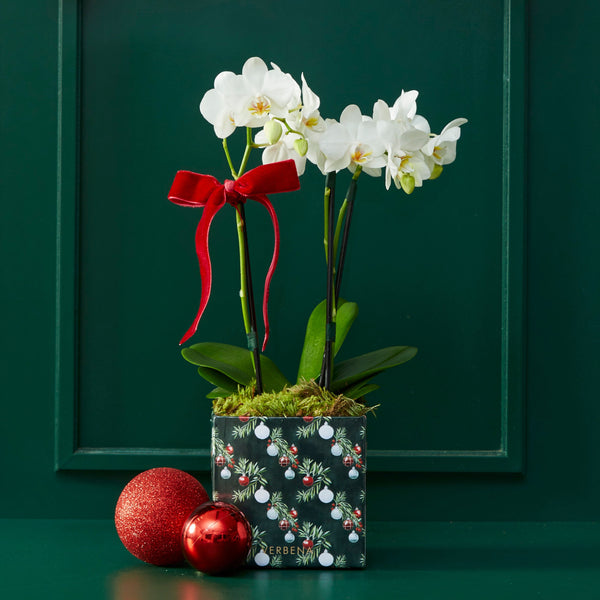 natal verbena orquideas
