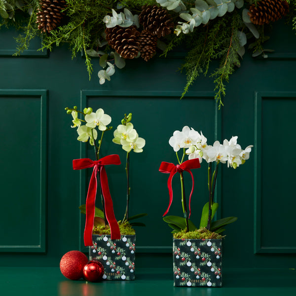 DUPLA DE CAIXAS MERRY COM ORQUIDEAS