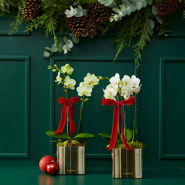 DUPLA DE CAIXAS LINEN COM ORQUIDEAS