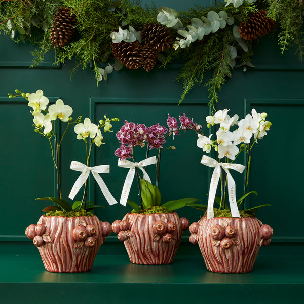 CHRISTMAS OHANA WITH YELLOW ORCHIDS