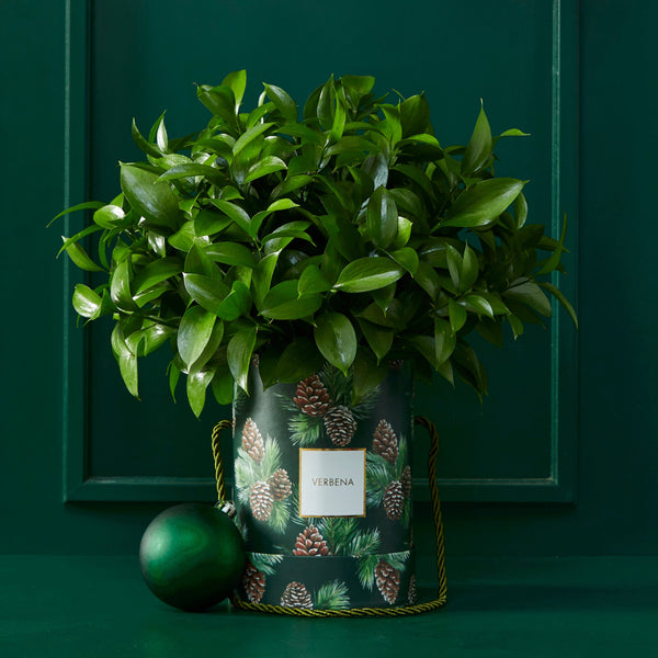 TRIO PINE BOXES