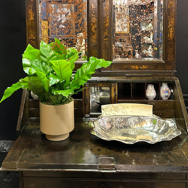 VASO GHADER PLANTADO COM ASPLENIOS