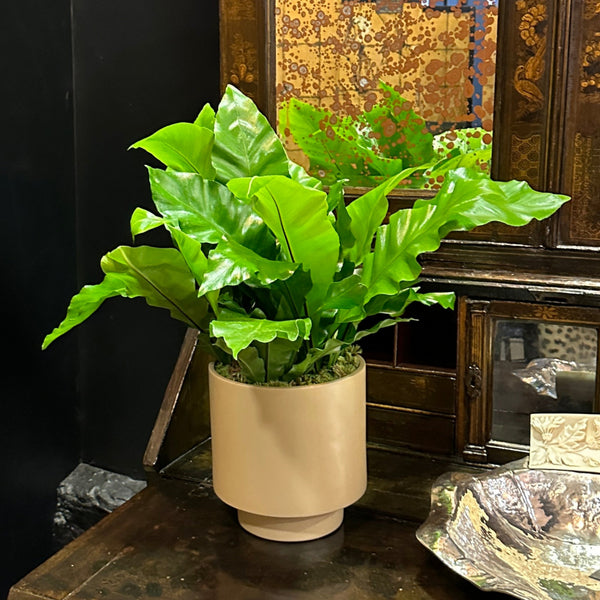 VASO GHADER PLANTADO COM ASPLENIOS