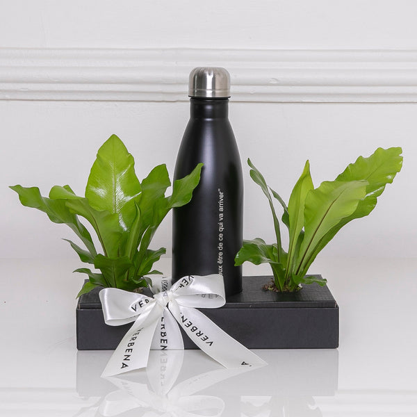 BOX NOVOS COMEÇOS COM PLANTAS DE ESPERANÇA