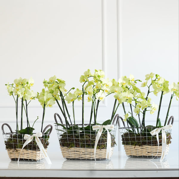 TRIO DE CESTAS EM METAL COM ORQUIDEAS AMARELAS