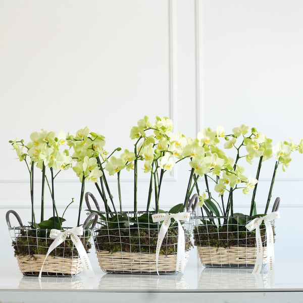 TRIO DE CESTAS EM METAL COM ORQUIDEAS AMARELAS