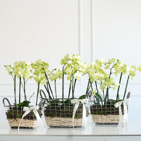 BASKET OF FLOWERS &amp; UNICORNS