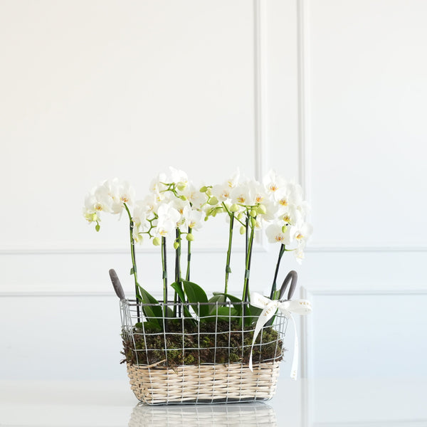 CESTA EM METAL COM ORQUIDEAS BRANCAS