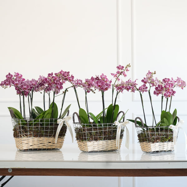 TRIO DE CESTAS EM METAL COM ORQUIDEAS PINK