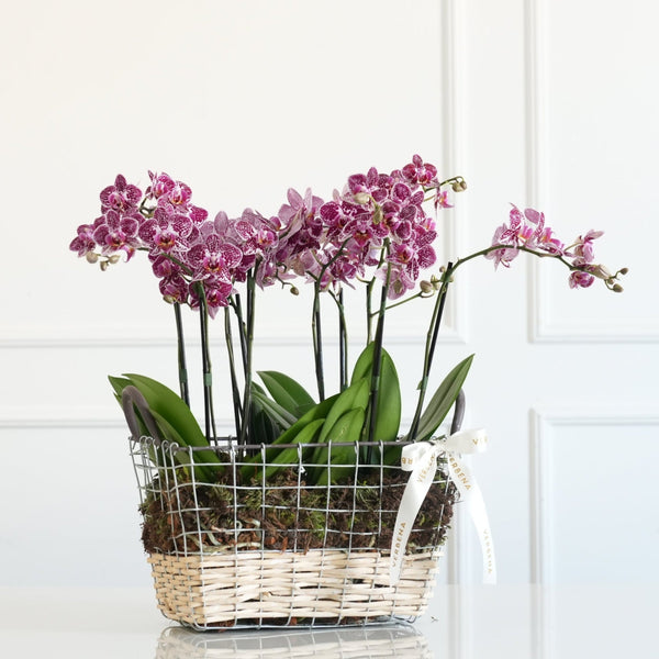 CESTA EM METAL COM ORQUIDEAS PINK