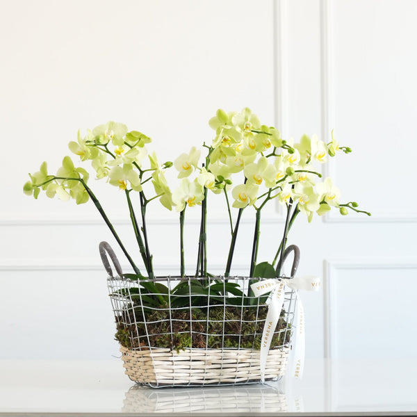 CESTA EM METAL COM ORQUIDEAS AMARELAS