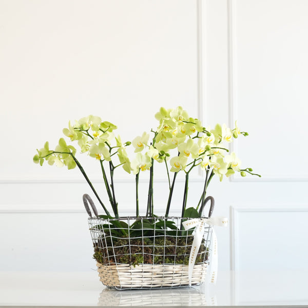 CESTA EM METAL COM ORQUIDEAS AMARELAS