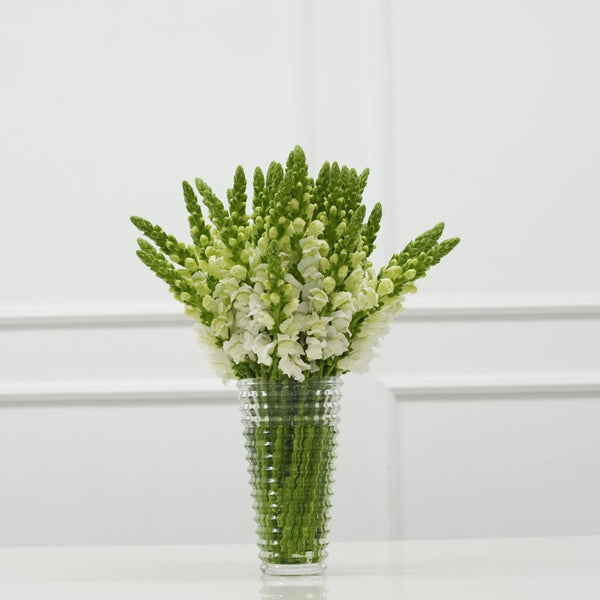 VASO VIVACE MODERNO COM BOCA DE LEÃO BRANCA