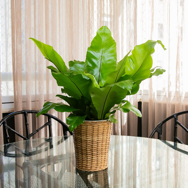 VASO RAVELLO G PLANTADO COM ASPLÊNIO