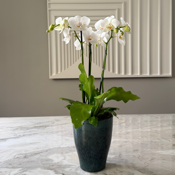 VASO AURA COM ORQUÍDEAS BRANCAS