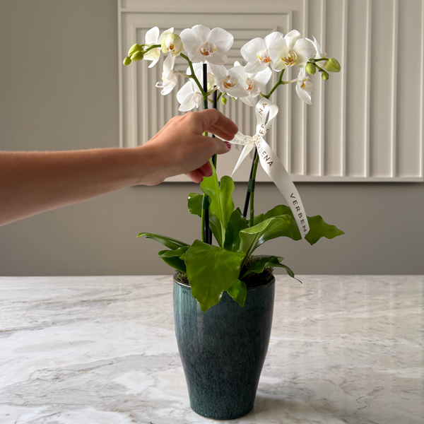 VASO AURA COM ORQUÍDEAS BRANCAS