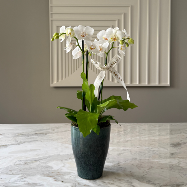 VASO AURA COM ORQUÍDEAS BRANCAS