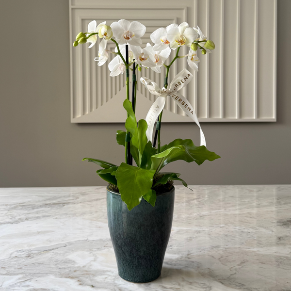 VASO AURA COM ORQUÍDEAS BRANCAS