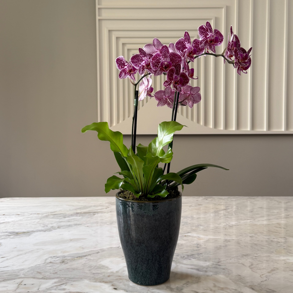 VASO AURA COM ORQUÍDEAS PINK