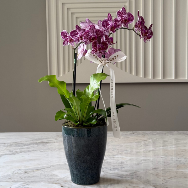 VASO AURA COM ORQUÍDEAS PINK