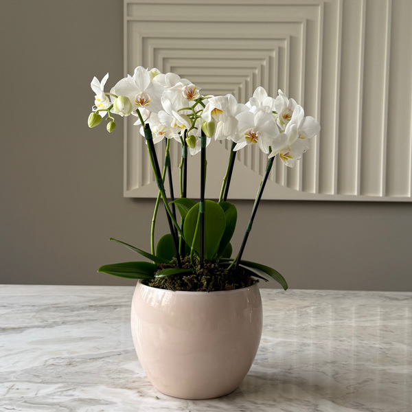 VASO MARFIM COM ORQUÍDEAS BRANCAS