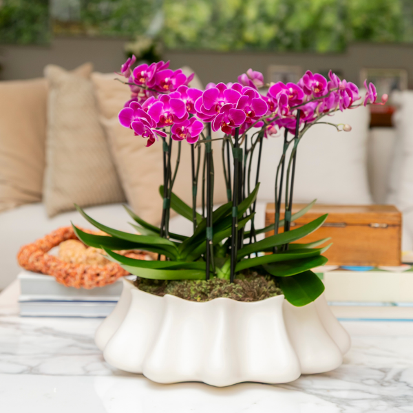 VASO NIKOLAI COM ORQUÍDEAS PINK