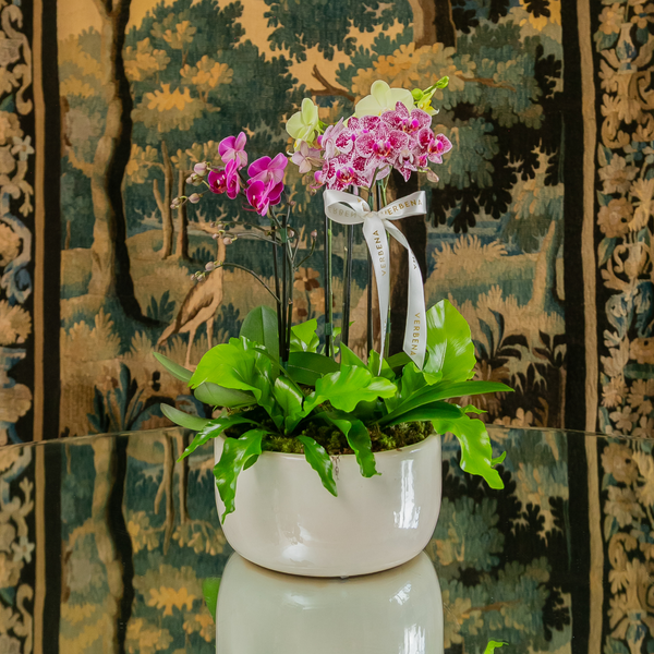 VASO OHANA OFF COM ORQUIDEAS COLORIDAS