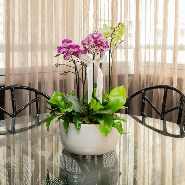 VASO OHANA OFF COM ORQUIDEAS COLORIDAS