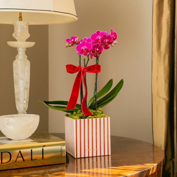 CAIXA PORTOFINO COM ORQUIDEAS PINK