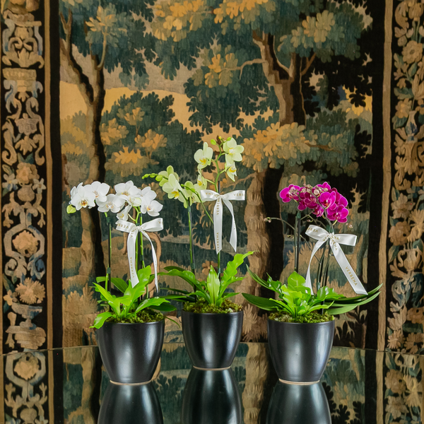 TRIO DE VASOS NERO COM ORQUIDEAS