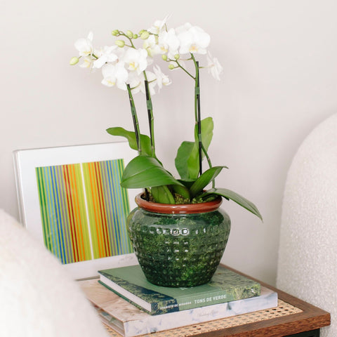 HANOI VASE WITH ORCHIDS