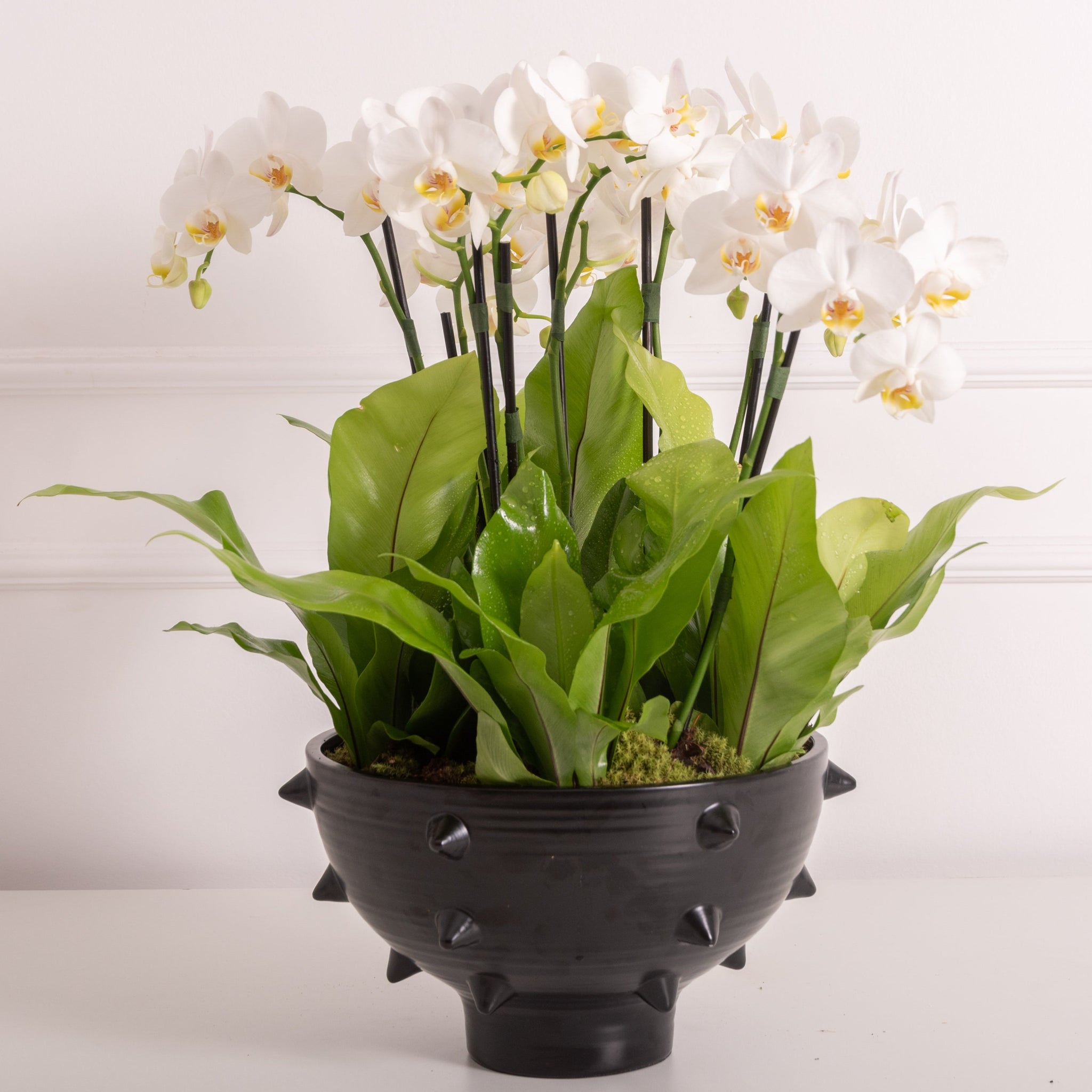 orquideas-naturais-verbena-flores