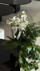 vaso-orquideas-verbena-flores